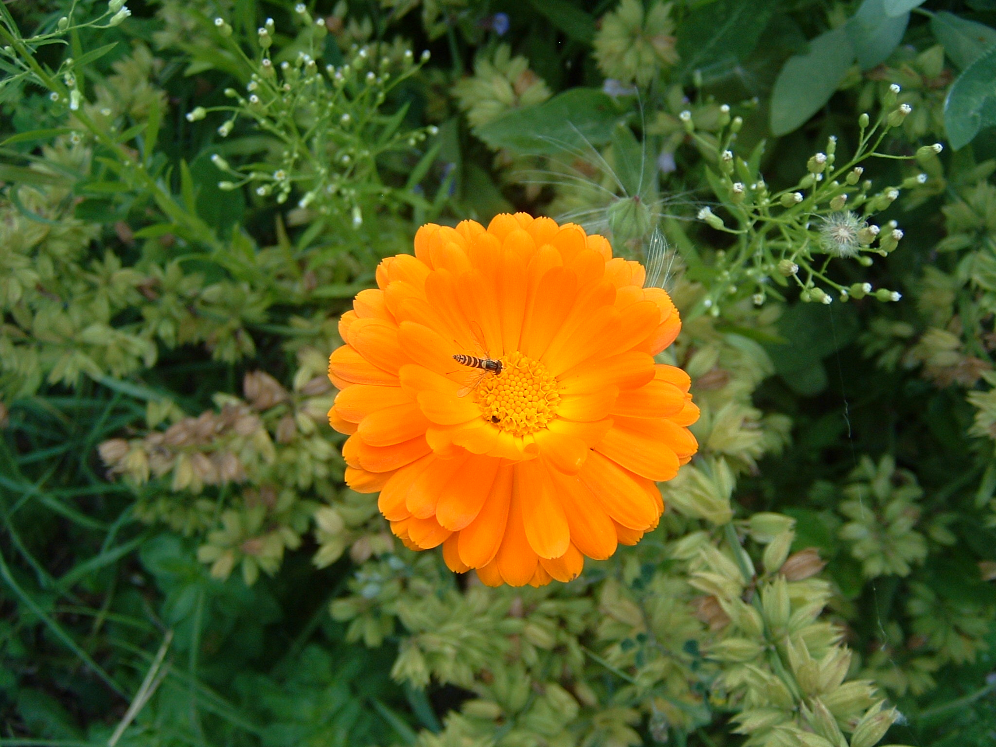 DSCF0067.JPG